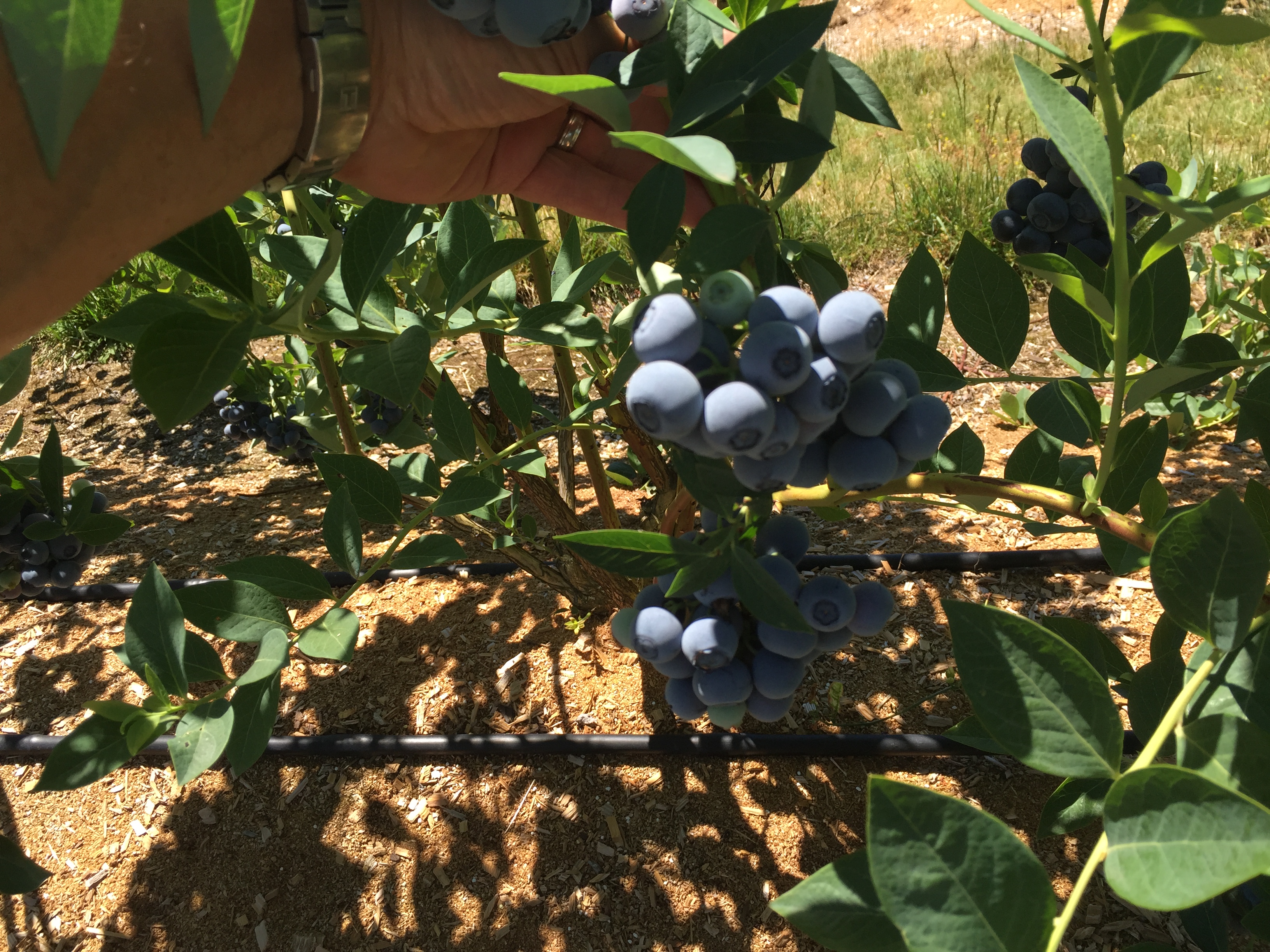 Blueberries – Winterwood Farms Ltd